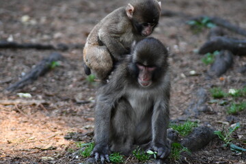MACACHI GIAPPONESI DI MINOO, PRESSO AFFENBERG DI LANDSKRON, AUSTRIA.
