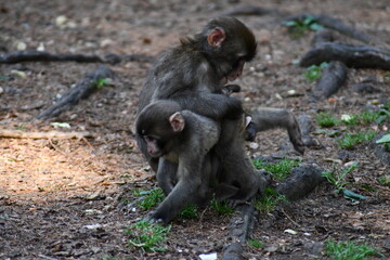 MACACHI GIAPPONESI DI MINOO, PRESSO AFFENBERG DI LANDSKRON, AUSTRIA.
