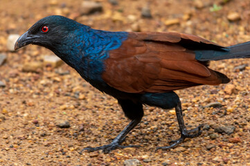 greater coucal