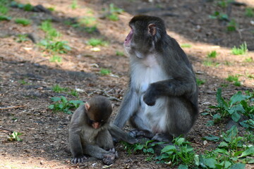 

BABY MACACHI GIAPPONESI DI MINOO, PRESSO AFFENBERG DI LANDSKRON, AUSTRIA.
