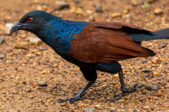 greater coucal