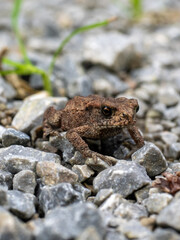 Frosch