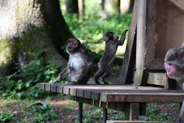 MACACHI GIAPPONESI DI MINOO, PRESSO AFFENBERG DI LANDSKRON, AUSTRIA.
