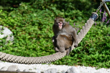 MACACHI GIAPPONESI DI MINOO, PRESSO AFFENBERG DI LANDSKRON, AUSTRIA.
