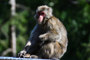 Naklejka premium MACACHI GIAPPONESI DI MINOO, PRESSO AFFENBERG DI LANDSKRON, AUSTRIA. 