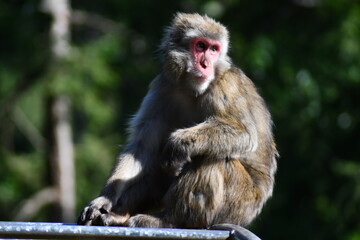 MACACHI GIAPPONESI DI MINOO, PRESSO AFFENBERG DI LANDSKRON, AUSTRIA.
