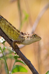 lizard on a branch