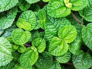 Green leaves with rough texture to backdrop, wallpaper or backgrounds texture 