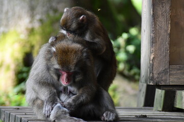 
MACACHI GIAPPONESI DI MINOO, PRESSO AFFENBERG DI LANDSKRON, AUSTRIA.
