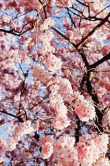 Obraz premium Kirschblüten