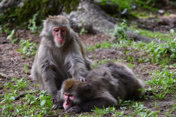 
MACACHI GIAPPONESI DI MINOO, PRESSO AFFENBERG DI LANDSKRON, AUSTRIA.
