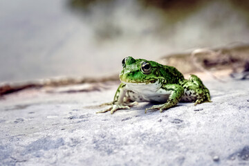 green spotted frog sitting on a pond