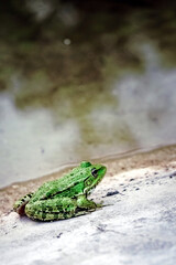 green spotted frog sitting on a pond