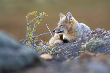 Patagonia Grey Fox, Pseudalopex griseus, Torres del Paine National Park, Chile