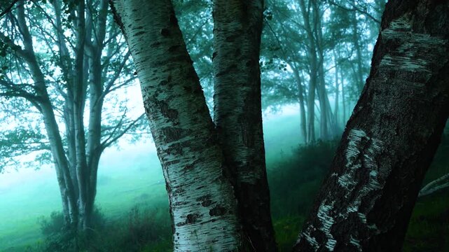 Birch forest in the mist in spring in the Collados del As&oacute;n Natural Park. Aerial view from a drone. Hills of Ason Natural Park. Soba Valley, Cantabria, Spain, Europe