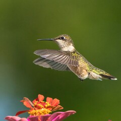 Fototapeta premium Close-up of a Ruby-Throated Hummingbird in Dover, Tennessee