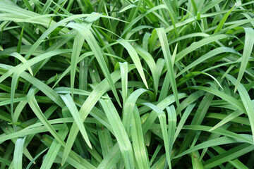 Morning dew drops on grass flower leaves.