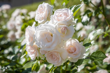 Beautiful delicate flowers pink rose with green leaves are on a blurred green background