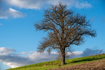 Obraz premium Solitary tree on a hill under a bright blue sky with scattered clouds. Bad Schallerbach, Austria