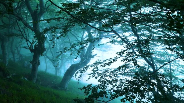 Beech forest (Fagus sylvatica) in the mist in spring in the Collados del As&oacute;n Natural Park. Hills of Ason Natural Park. Soba Valley, Cantabria, Spain, Europe