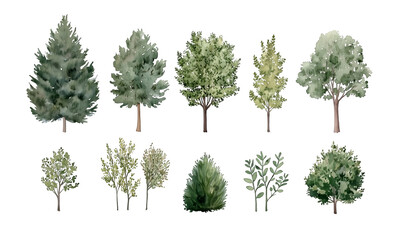Watercolor Tree Illustrations Featuring a Variety of Green Foliage and Evergreen Trees