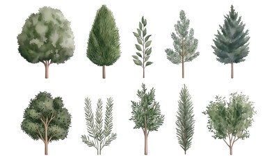 Watercolor Tree Illustrations Featuring a Variety of Green Foliage and Evergreen Trees