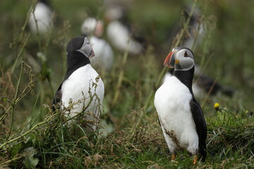 Fototapeta premium Puffin Iceland