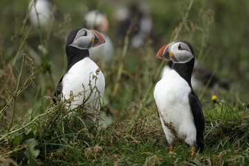 Puffin Iceland