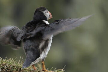 Puffin Iceland