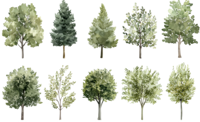 Watercolor Tree Illustrations Featuring a Variety of Green Foliage and Evergreen Trees