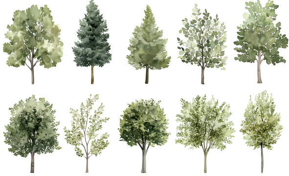 Fototapeta Watercolor Tree Illustrations Featuring a Variety of Green Foliage and Evergreen Trees
