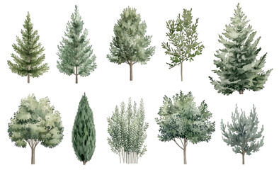 Watercolor Tree Illustrations Featuring a Variety of Green Foliage and Evergreen Trees