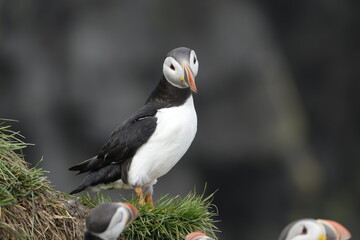 Puffin Iceland