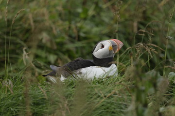 Puffin Iceland