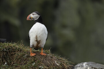 Puffin Iceland