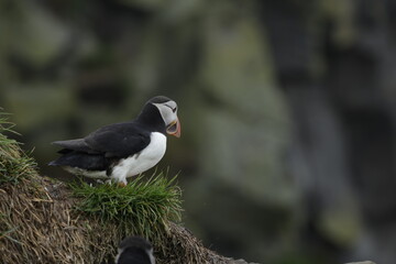 Puffin Iceland