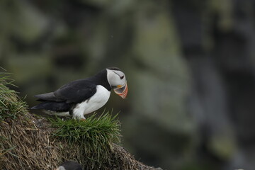 Puffin Iceland