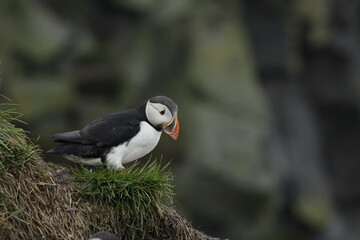 Puffin Iceland