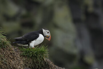 Puffin Iceland
