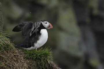 Puffin Iceland