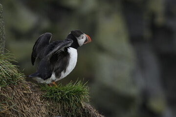 Puffin Iceland