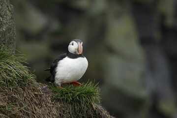 Puffin Iceland