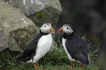 Puffin Iceland