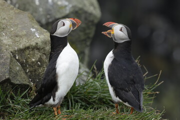 Puffin Iceland