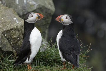 Puffin Iceland