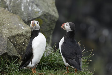 Puffin Iceland