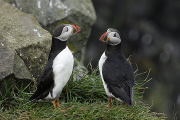Puffin Iceland