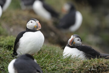 Puffin Iceland