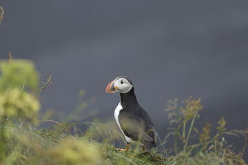 Puffin Iceland