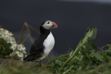 Puffin Iceland